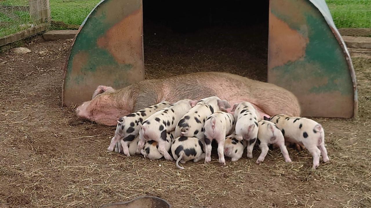 Bed and Breakfast The Byre North End Farm Ashton Keynes Экстерьер фото