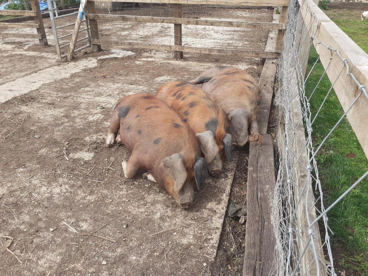 Bed and Breakfast The Byre North End Farm Ashton Keynes Экстерьер фото